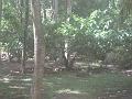 Cocoa tree at Anse Mamin